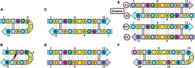 Dodecapeptide Cathelicidins of Cetartiodactyla: Structure, Mechanism of Antimicrobial Action, and Synergistic Interaction With Other Cathelicidins